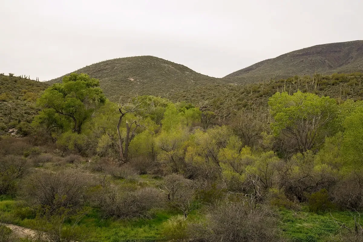 Cottonwoods along Cave Creek in spring